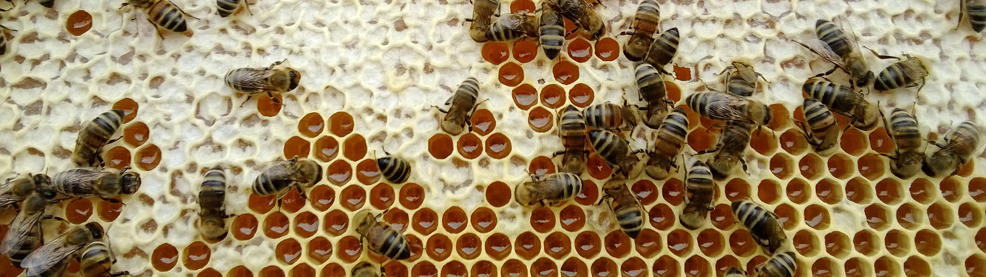 Honigbienen auf Honigwabe