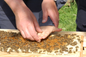 Kind hält die Hand über einen Bienenwabe