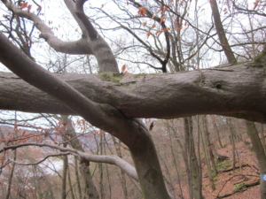 Arm in Arm der Hainbuchenäste
