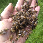 Eine Handvoll Honigbienen