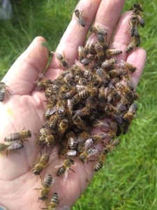 Eine Handvoll Honigbienen