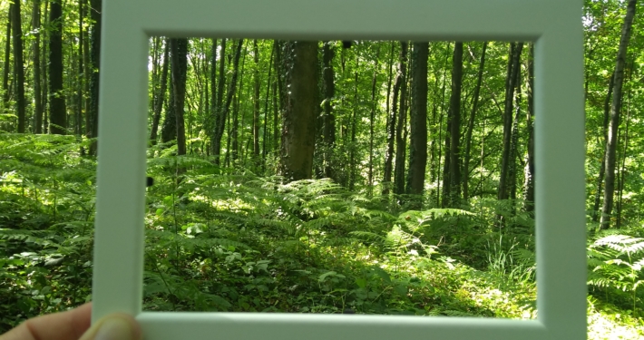 Waldausssichten im Bilderrahmen