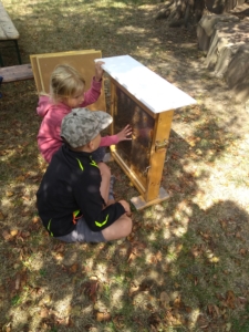 Honigbienen To- go Honigbienenvolk im Schaukasten