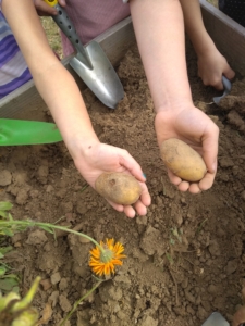 Kinder ernten Kartoffeln im Biogarten