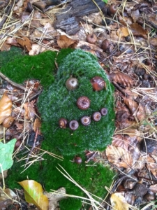 Moosgesicht