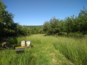 Streuobstwiese Quantenberg im Sommer