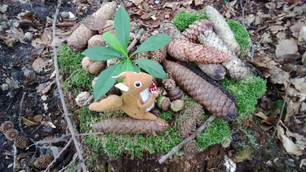 Kindergartenkinder Eichhönchen Futter