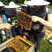 Schülerinnen in der Bienen- AG
