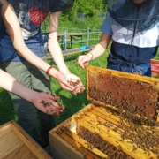 Die Schüler und Schülerinnen der Bienen AG