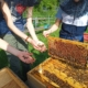 Die Schüler und Schülerinnen der Bienen AG